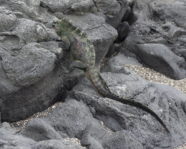 Marine Iguana (Amblyrhynchus cristatus) climbing over lava rocks