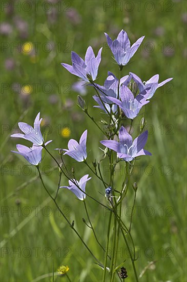 Spreading Bellflower (Campanula patula)