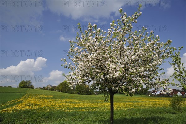 Blossoming Apple Tree (Malus domesticus)