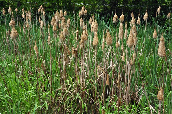 Lesser Bulrush or Narrowleaf Cattail (Typha angustifolia)