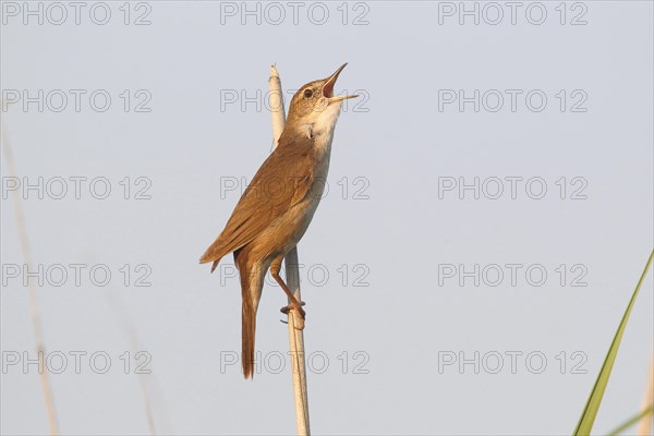 Savi's Warbler (Locustella lusciniodes)