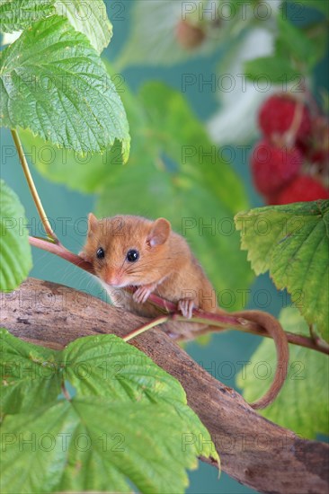 Hazel Dormouse