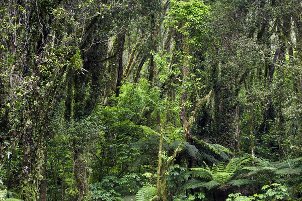 New Zealand rainforest