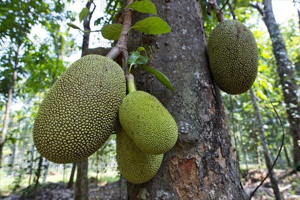 Jackfruit or Jack Tree (Artocarpus heterophyllus)