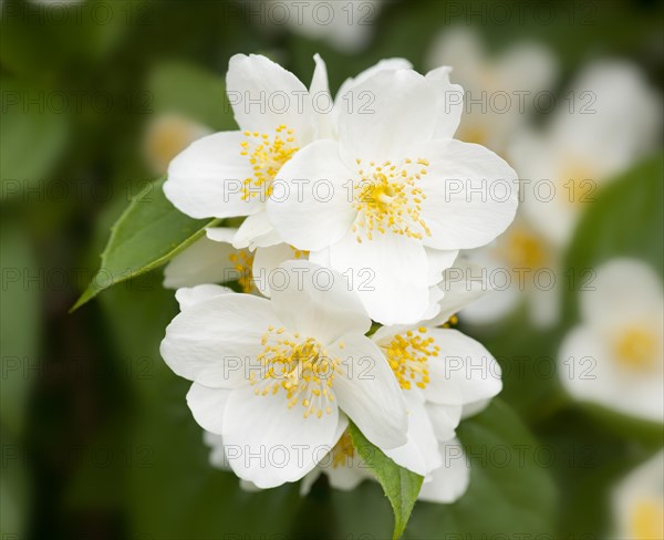 Sweet Mock-orange or English Dogwood (Philadelphus coronary)