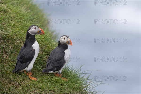 Puffins (Fratercula arctica)