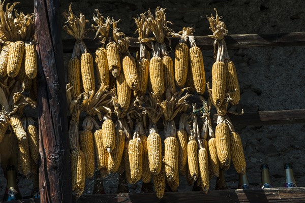 Dried corn as autumnal decoration