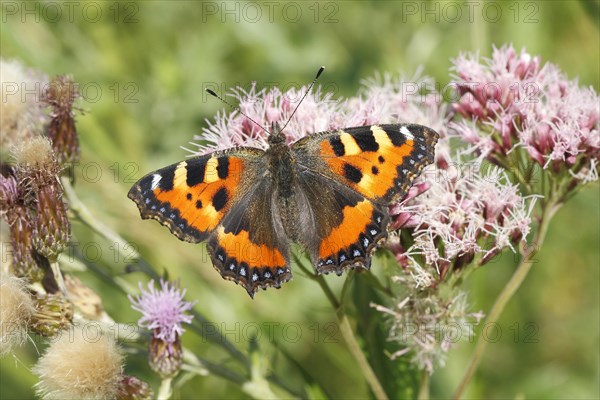 Small Tortoiseshell (Aglais urticae) butterfly with open wings