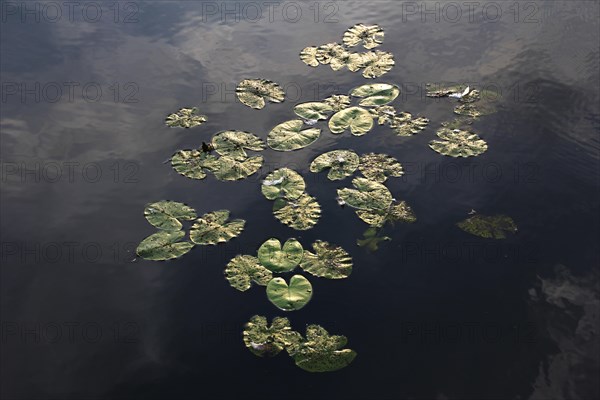 Lily pads