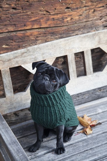 Black pug wearing a sweater on a wooden bench