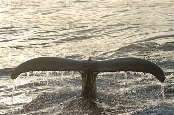 Fluke of a diving Humpback Whale (Megaptera novaeangliae)