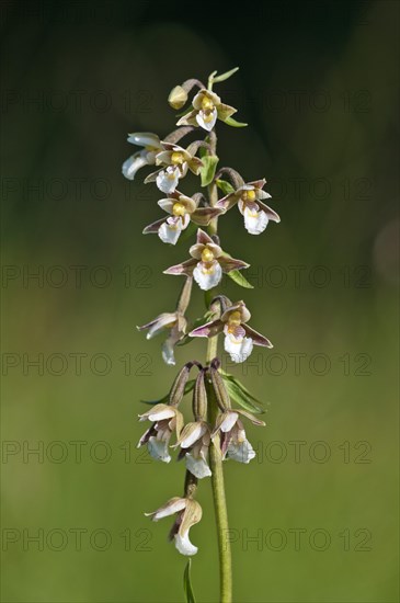 Marsh Helleborine (Epipactis palustris)