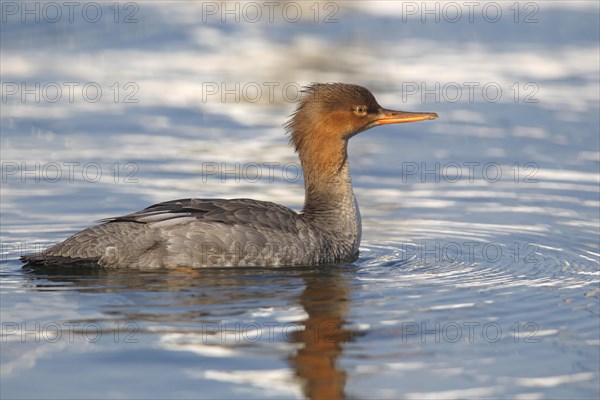 Red-breasted Merganser (Mergus serrator)