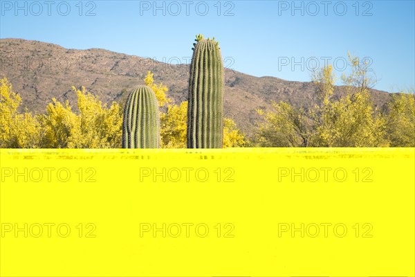 Saguaro (Carnegiea gigantea) between bushes