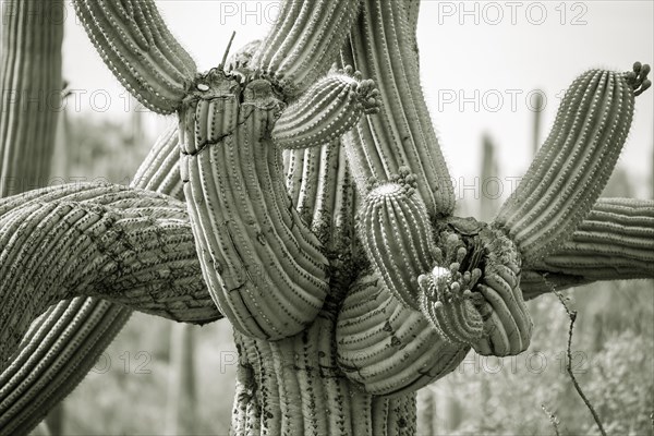 Much Branched Saguaro (Carnegiea gigantea)