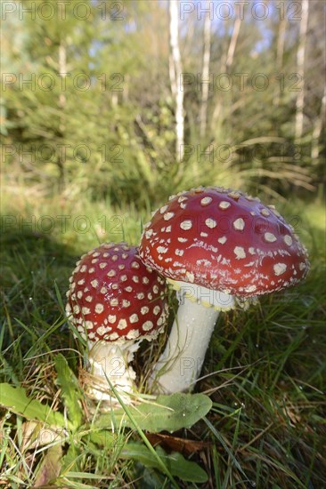 Fly Agaric (Amanita muscaria)