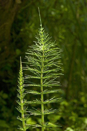 Sterile shoots of Field Horsetail (Equisetum arvense)