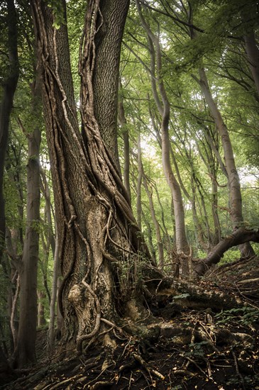 Common Ash (Fraxinus excelsior) with ivy tendrils in a forest