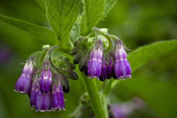 Comfrey (Symphytum officinale)