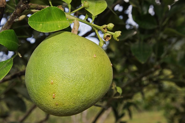 Pomelo fruit (Citrus maxima)