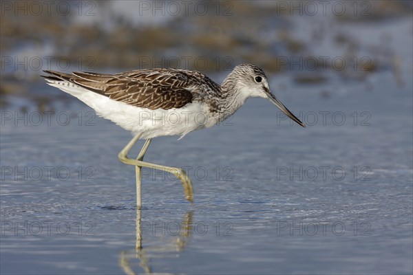 Greenshank (Tringa nebularia)