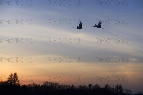 Red-crowned Cranes