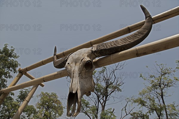 Skull of a water buffalo (Bubalus arnee) on a gate