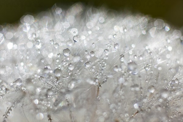 Dandelion (Taraxacum officinale)