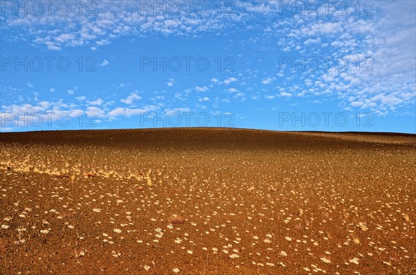 Cushion buckwheat (Eriogonum ovalifolium)