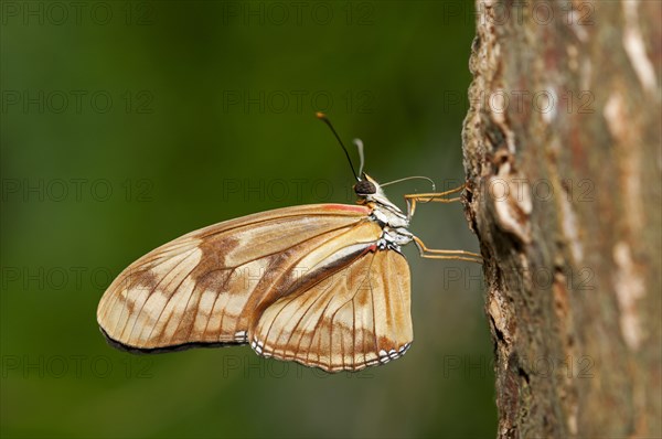 Julia Butterfly