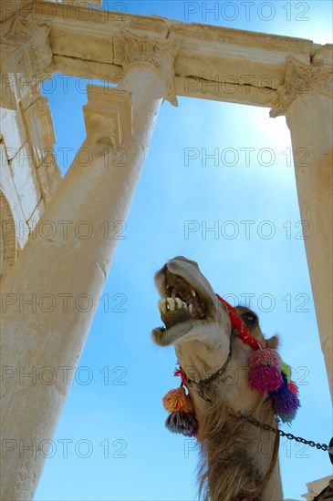 Camel (Camelus dromedarius) standing next to ruins