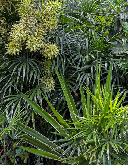 Tropical vegetation