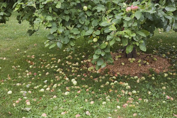 Fallen apples under an apple tree (Malus domestica) in summer