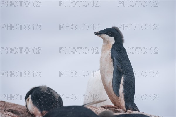 Adelie Penguin (Pygoscelis adeliae)