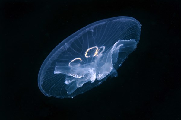 Common Jellyfish (Aurelia aurita)