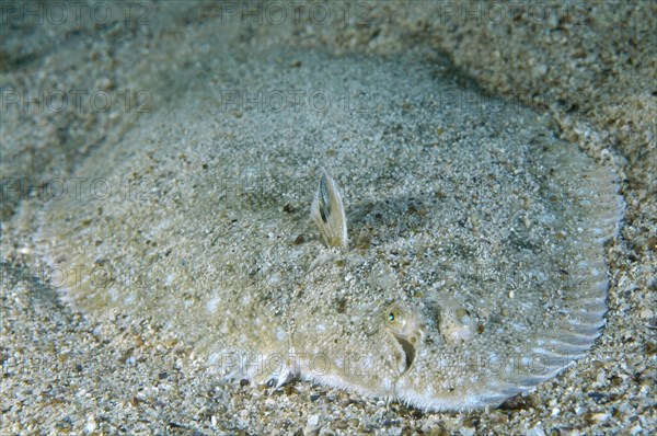 Snouted sole (Solea lascaris nasuta