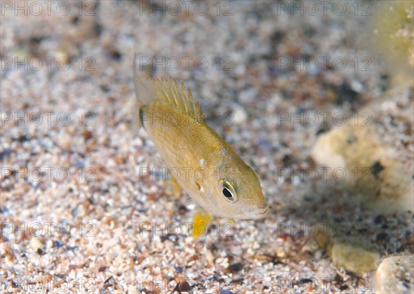 Annular Seabream (Diplodus annularis)