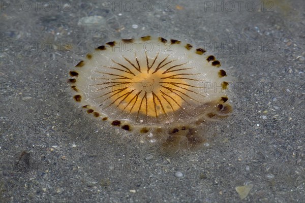 Compass Jellyfish (Chrysaora hysoscella)