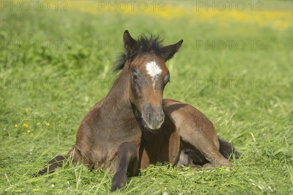 Connemara pony foal