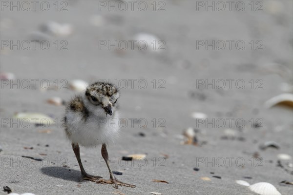 Common Ringed Plover or Ringed Plover (Charadrius hiaticula)