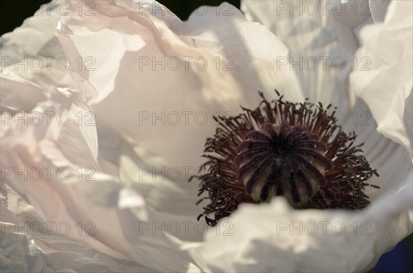 White Oriental Poppy (Papaver orientale hybrid)