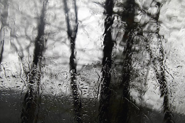 Trees in rainy weather