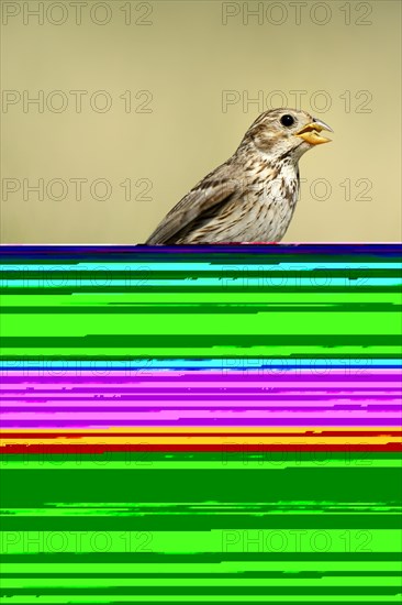 Corn Bunting (Emberiza calandra)