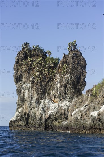 Galapagos Prickly Pear (Opuntia echios) trees on a lava cliff