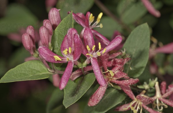 Honeysuckle (Lonicera sp.)