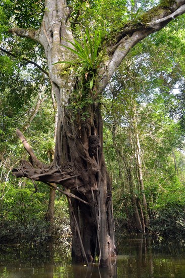 Jungle giant in the Varzea forests