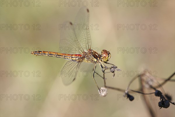 Vagrant Darter (Sympetrum vulgatum)