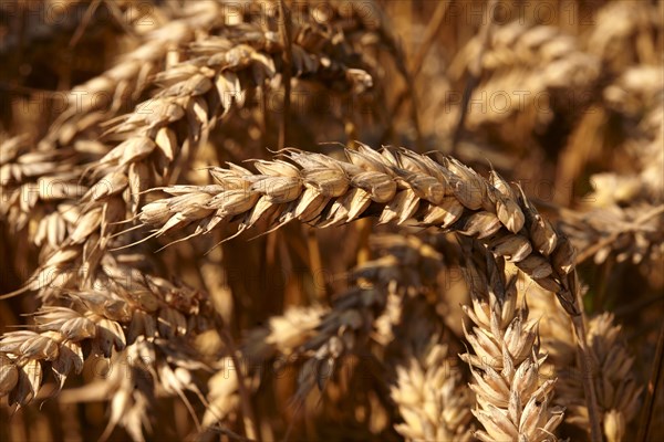 Wheat field ready to harvest