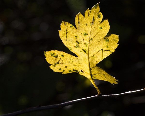 White Poplar (Populus alba)