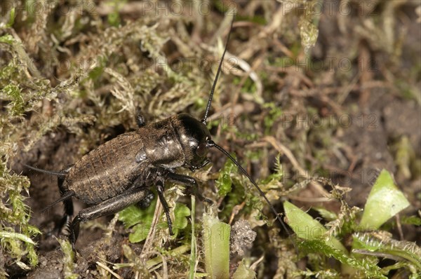 Field Cricket (Gryllus campestris)